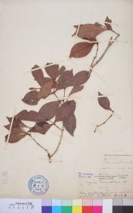 Specimen thumbnail